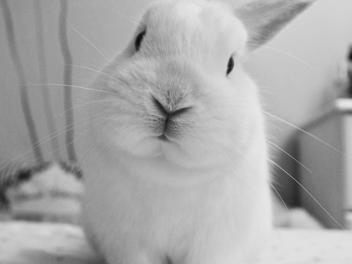 Pet rabbit close-up