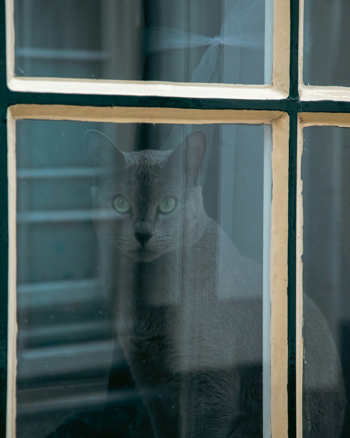 Cat looking through a window