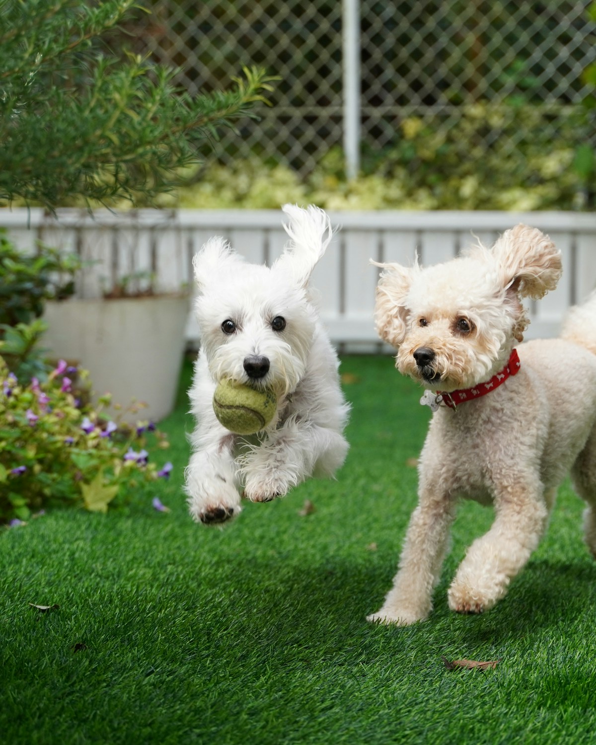 Two dogs playing in grass