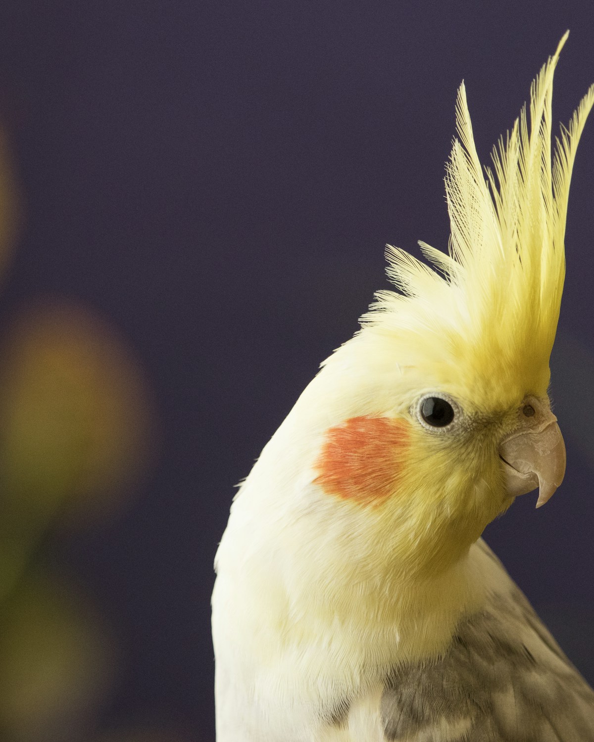 Cockatiel close-up