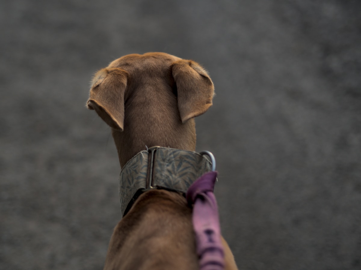 Dog collar close-up