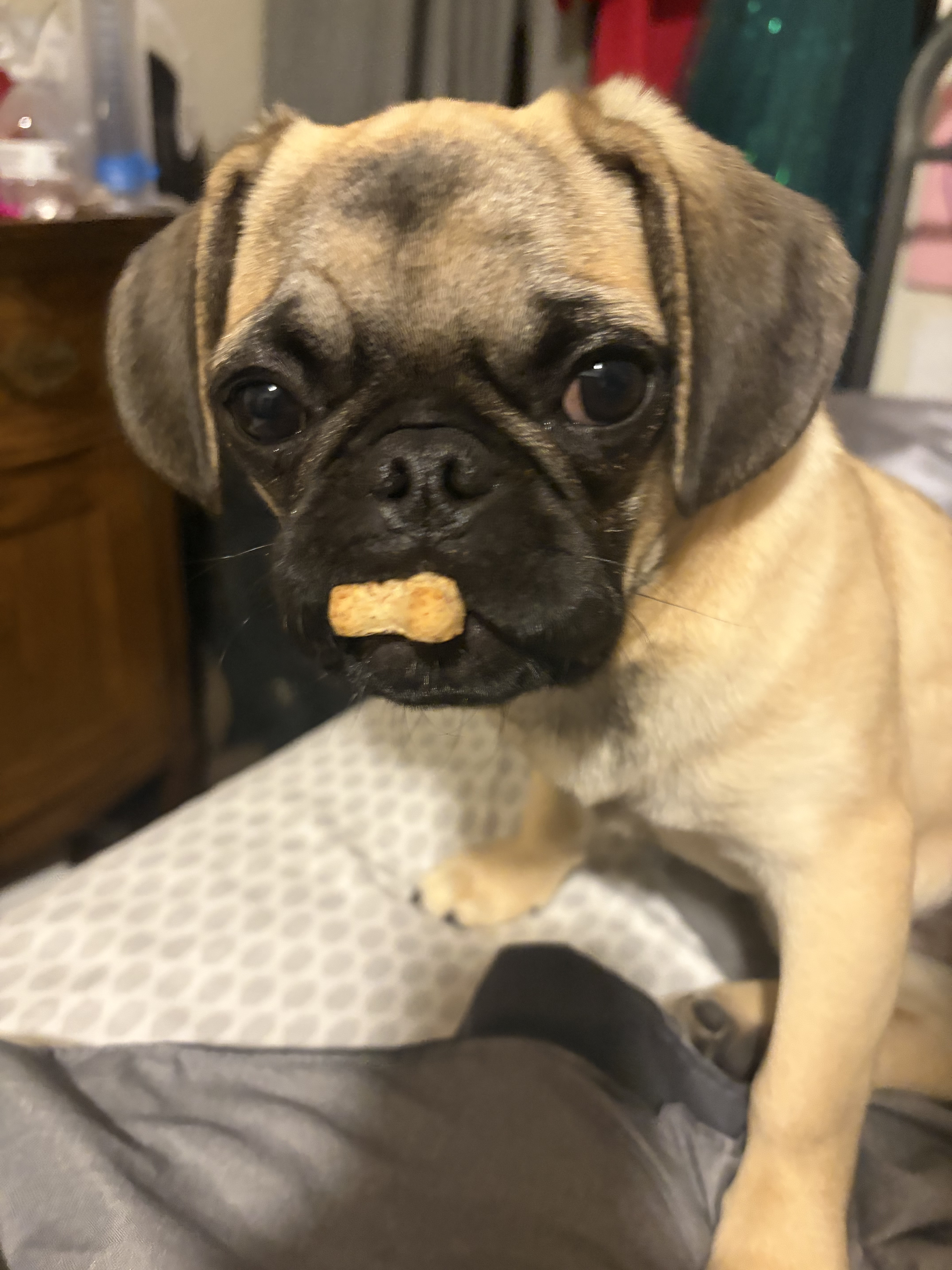 Pet photo from Chloe